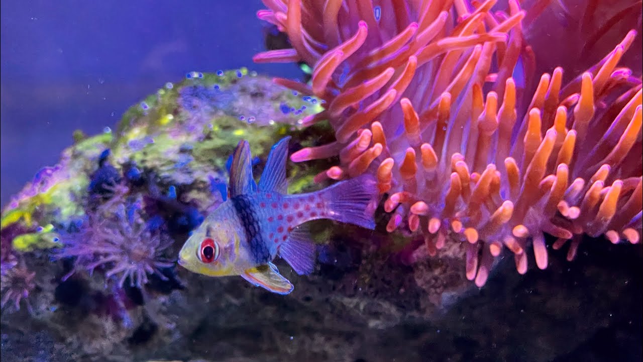 Il mio acquario marino dedicato alle anemoni - 4 mesi dall’avvio -pt11 ...