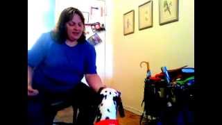 "Leave It" (level 1) - dog training cue