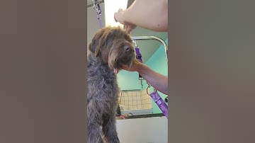 Handstripping Wirehaired Pointing Griffon