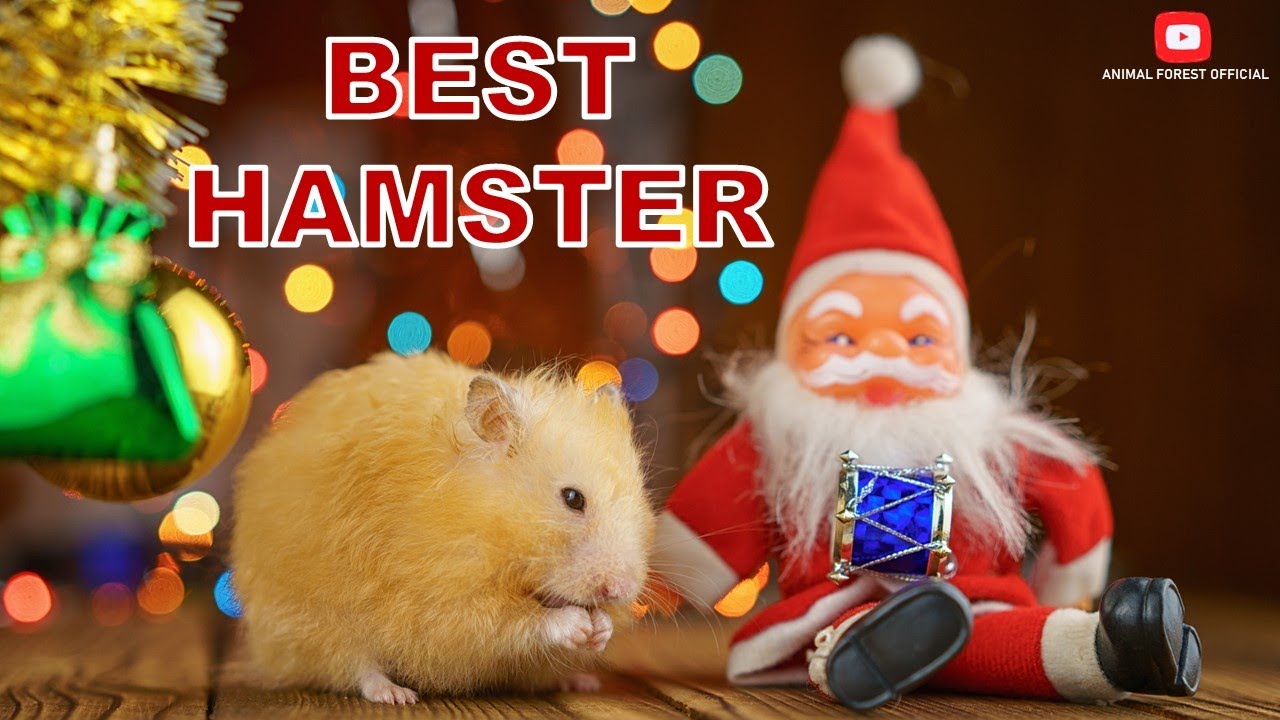 Photo inspiration: Picture Idea: Must Know Best Hamster Breeds For Beginners And Best Hamster