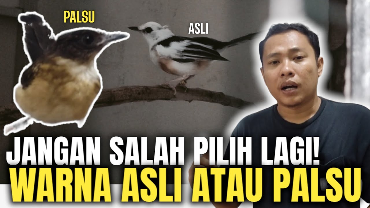 TERTIPU PULUHAN JUTA!!! BELI MURAI BATU WARNA/MUTASI, TERNYATA ADALAH HASIL KARYA ANAK BANGSA