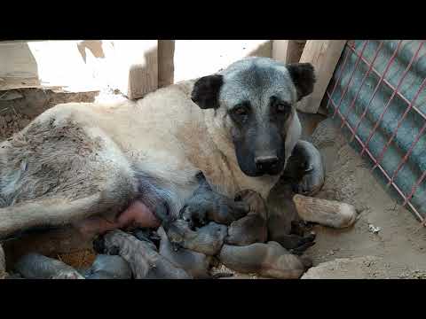 KÖPEK DOĞUM ANI , KANGAL YAVRULARIMIZIN DOĞUM ANI , KÖPEKLERDE DOĞUM NASIL OLUR ? YENİ DOĞAN YAVRU