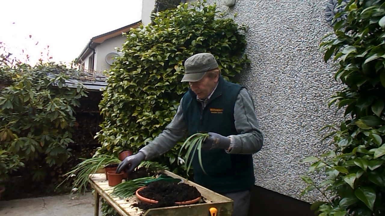 Snowdrop flowers - Propagation by division - Snowdrop bulbs
