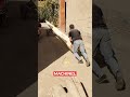 Hand Pushed Cart Moving Heavy Beams
