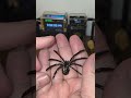 I love how this Nephrite Jade spider came out.  #antsopalcorner #jade #nephritejade #spider