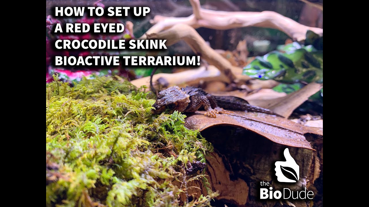 How to setup a Crocodile Skink Bioactive terrarium. Self-Cleaning/Self-Maintaining w/Robyn of TRR.