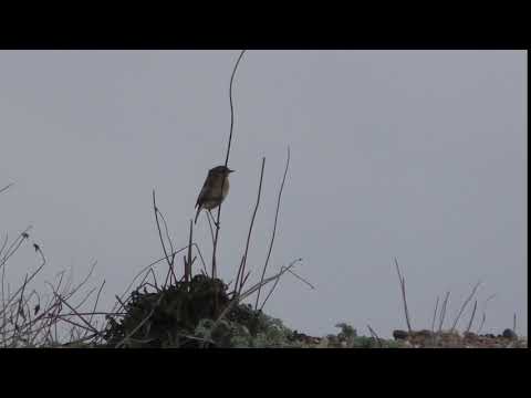 watershed Stonechat bird on shore at Dunwich Suffolk UK 2Jan19 132p 4k 2160p