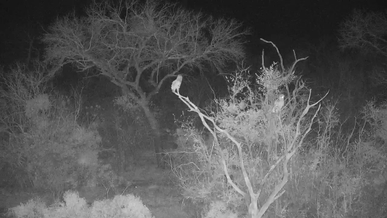 camera iphone 8 plus apk Djuma: Verreaux'S Eagle Owl pair making birdlife upset - 22:43 - 08/25/19