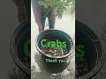 Crab, snail