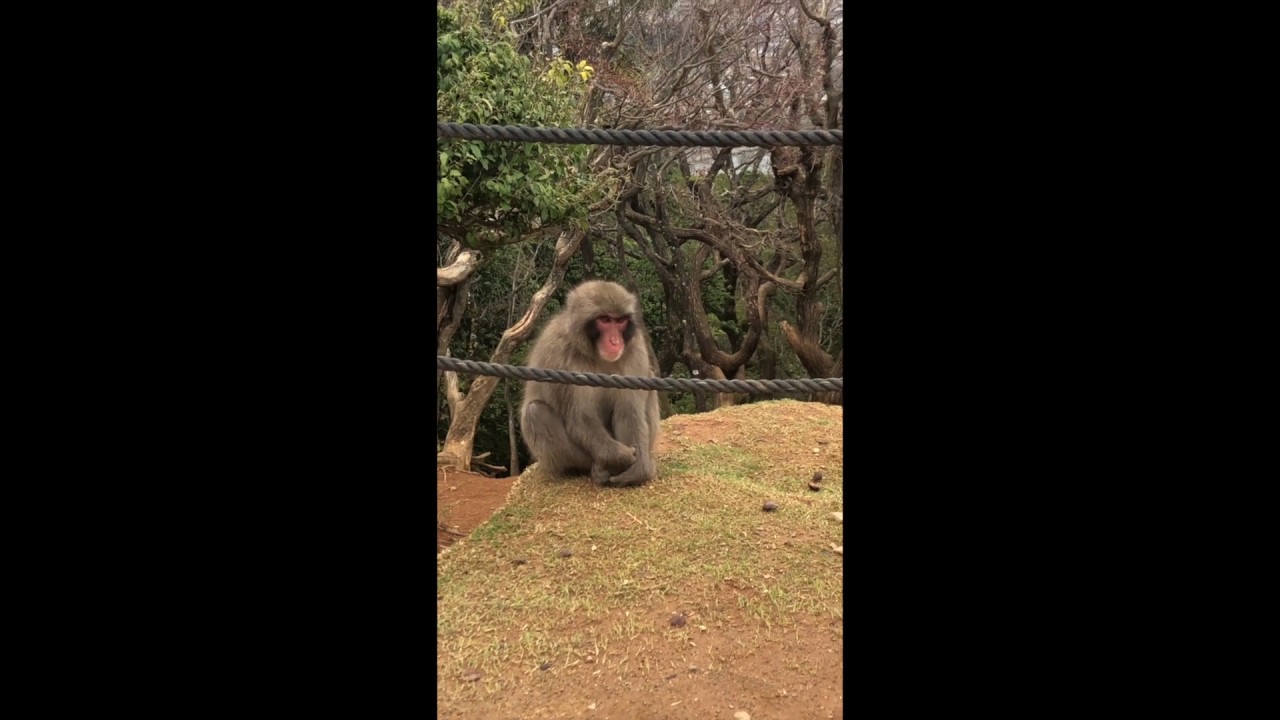Japanese macaques (Macaca fuscata)