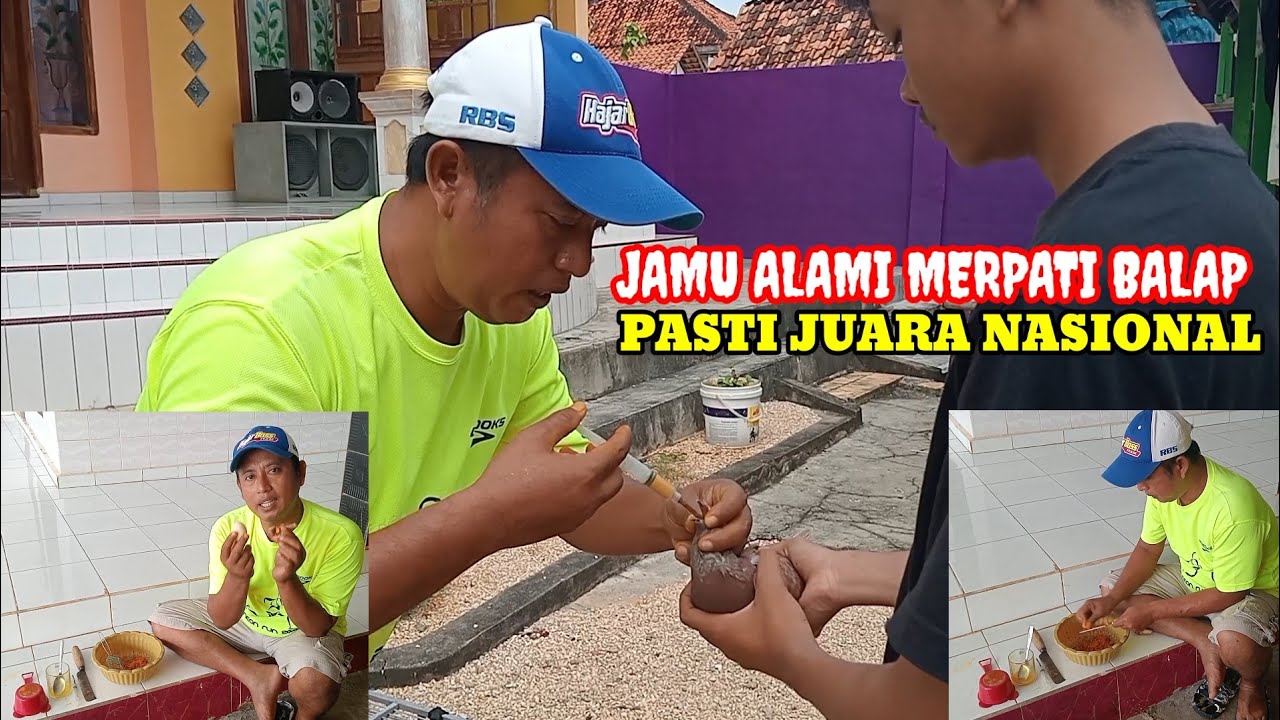 Tutorial cara membuat jamu alami merpati balap sprint di jamin ampuh 8 April 2025