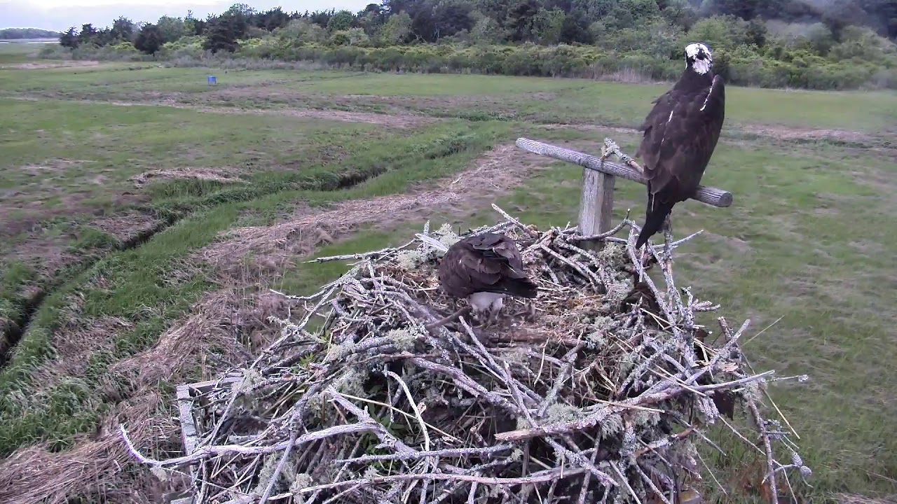 camera iphone 8 plus apk Cape Cod Museum of Natural History Live Stream