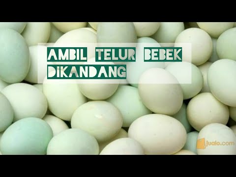 Ambil telur bebek langsung di kandang