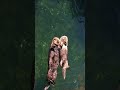 Sea Otters Hold Hands While They Sleep 🦦