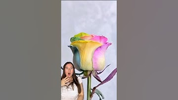 What Happens When You Put a Rose in COLORED WATER ?