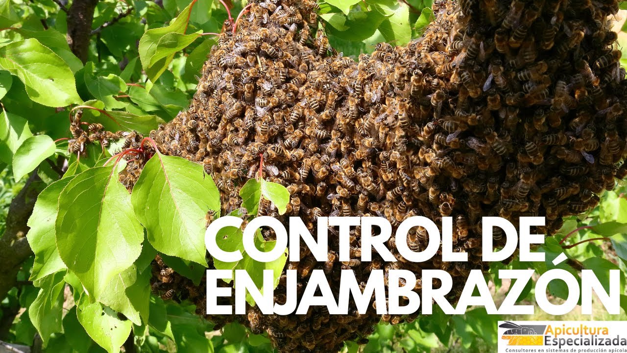 VIDEO 22 CURSO BÁSICO de Apicultura - IMPORTANTE - Control de ENJAMBRAZÓN