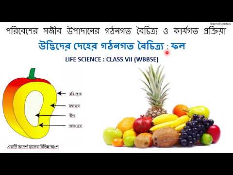উদ্ভিদের দেহের গঠনগত বৈচিত্র্য - ফল  (WBBSE Class VII : জীবনবিজ্ঞান)