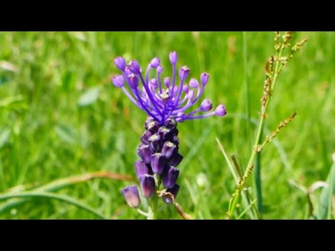 LAMPASCIONE - Muscari comosum