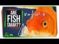 Fish Are Way Smarter Than You Think