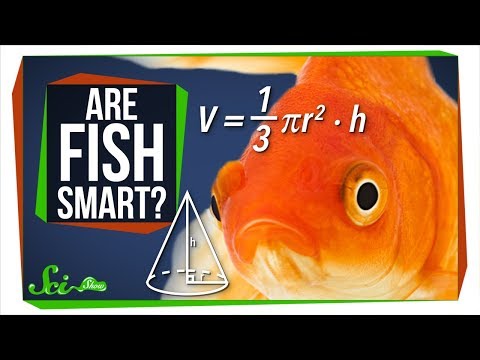 Video: Fish Intelligence - Hvor Smart Er Fisk?