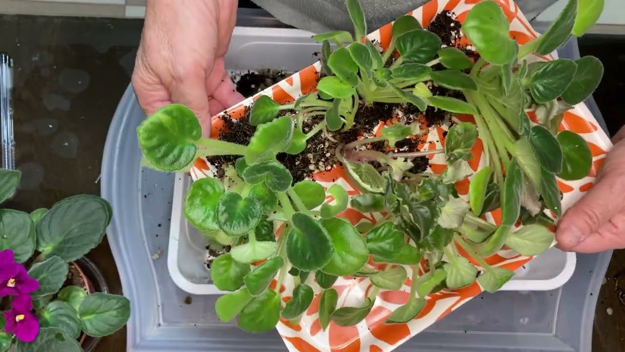 624. Menekşelere Nasıl Çiçek Açtırmalıyız. Az Hırpalamak Gerekiyor Şiddete Karşıyız Ama İşimiz Çiçek