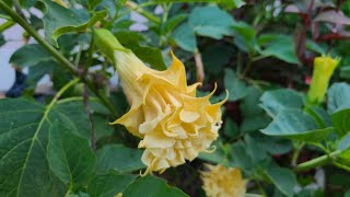 Datura metel 'Devil's Trumpet' "Double Yellow"