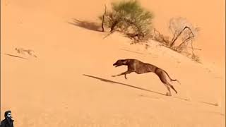 chó săn thỏ/ screenshot 1