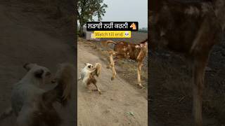 ਲੜਾਈ ਨਹੀਂ ਕਰਨੀ 🐴watch till end 💀 #horse #viral #trendinghashtags #animal