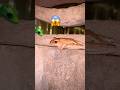 #frog #crab #fish #scorpion #millipede #monkey #shorts #dogs #insects #nature #insects #spider