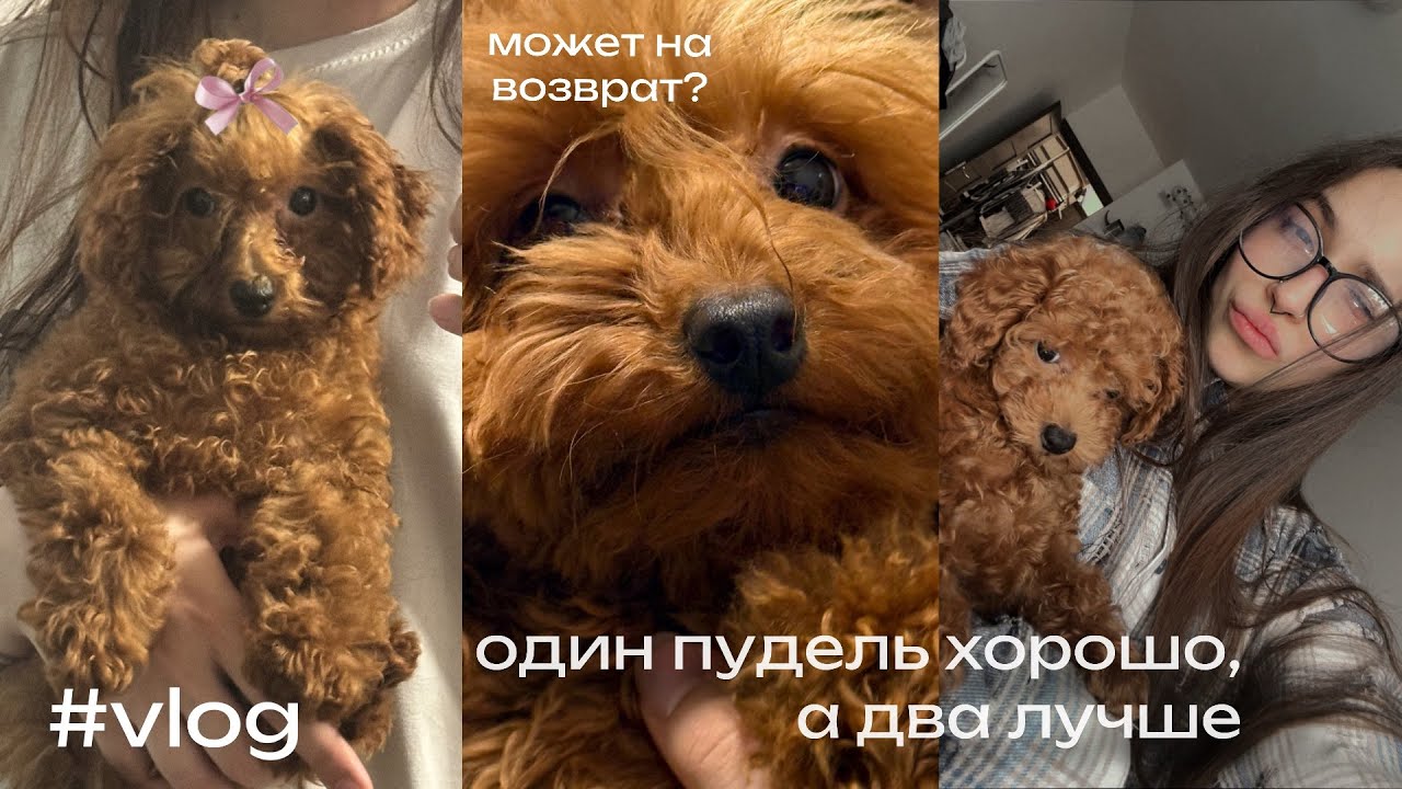 завели вторую собаку той-пуделя/ как отреагировала Милки?