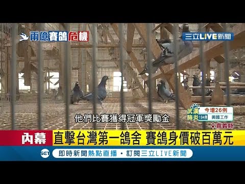 春季賽鴿夯！直擊台灣第一鴿舍 "賽鴿"身價破百萬元｜記者 何正鳳 賴碧香 邱紹揚｜【萌寵54來當家】20200323｜三立新聞台