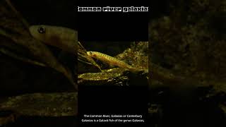 Common river galaxias | Random Wikipedia Articles