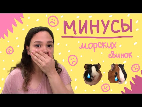 МИНУСЫ МОРСКИХ СВИНОК/ минусы содержания морской свинки🫣🤯/ что нужно для ухода (содержания)