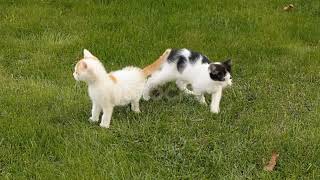 Two kitten baby playing❤