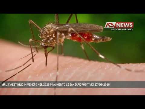Video VIRUS WEST NILE: IN VENETO NEL 2026 IN AUMENTO LE ZANZARE POSITIVE | 27/08/2026