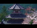 吉野桜(アヴェマリア カッチーニ)