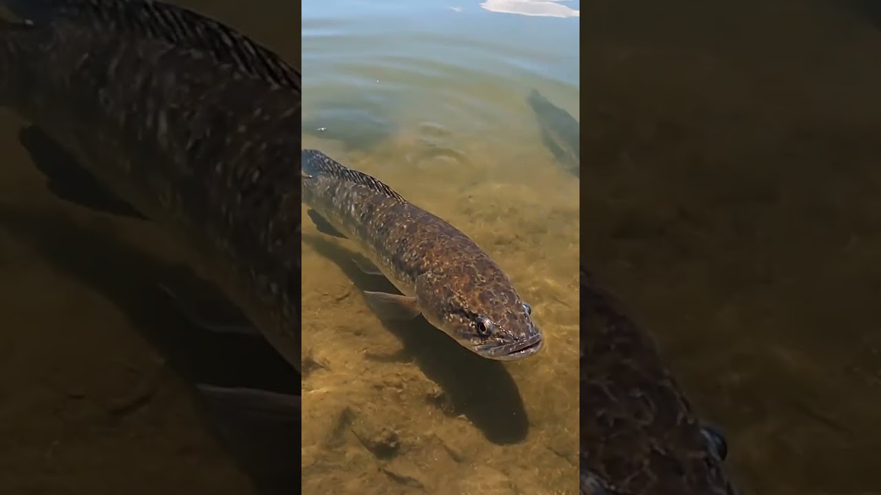 🤯 CRAZY Fish Bites Compilation! You Won't Believe #4 is REAL! 🎣😱