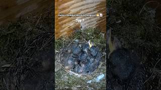 Eastern Phoebes are growing up! Days 19. They usually fledge at day 1620.  #birdnest #babybird