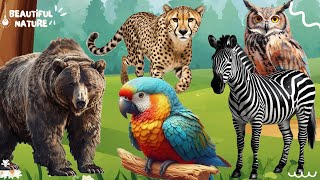Wild Animal Sounds In Peaceful: Bear, Parrot, Leopard, Zebra, Owl | Lovely Animal Moments by Beautiful Nature 476 views 4 days ago 10 minutes, 23 seconds