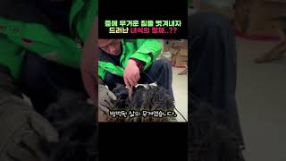 수십 킬로를 죽기 살기로 달아나던 털 뭉치의 진짜 모습