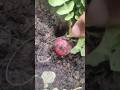 red raddish #raddish #garden