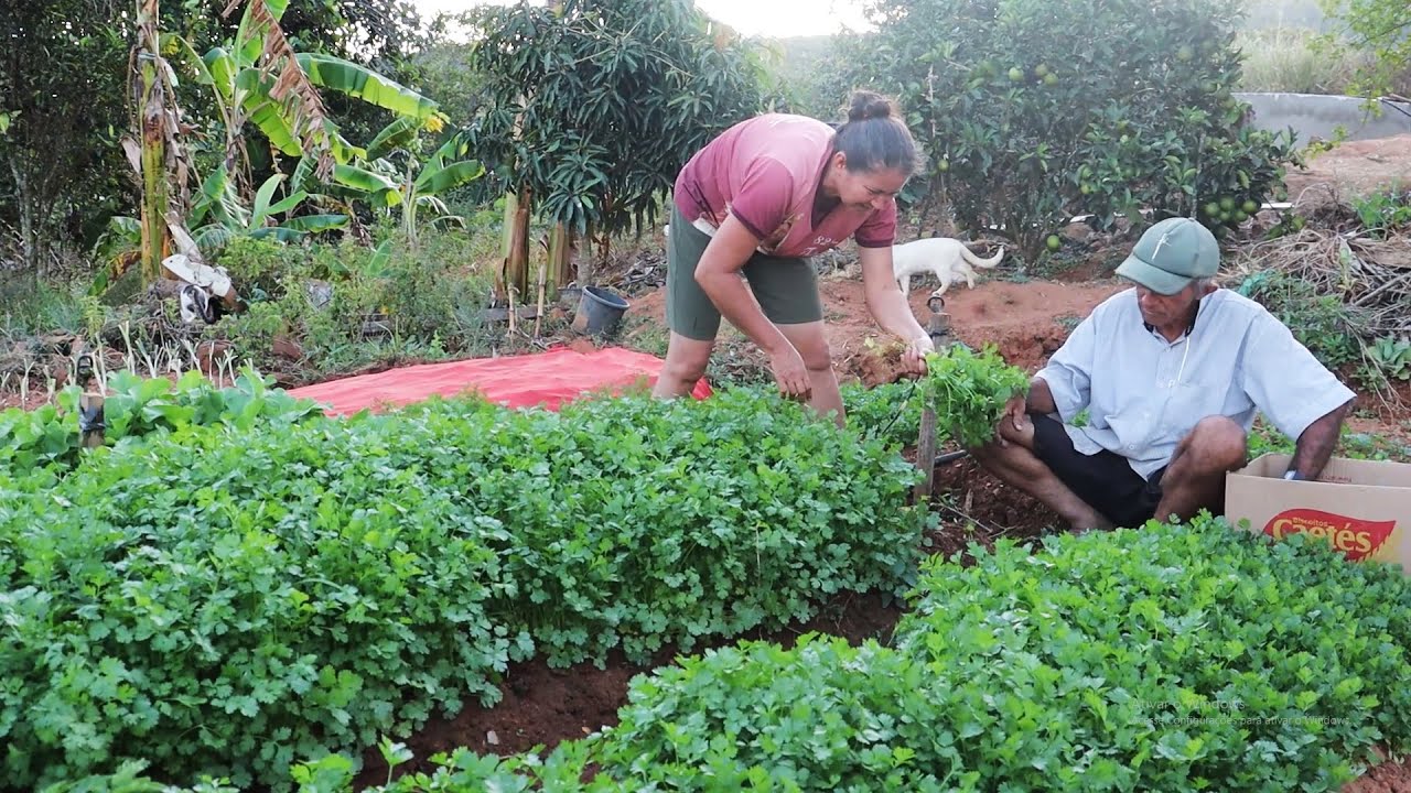 COENTRO GIGANTE DA NOVA HORTA + COMO REPLANTAR APÓS A COLHIETA