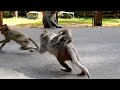 Big monkey runs to attack little monkey on road but not success
