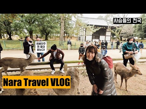 [SeLiTo] Nara travel  일본 나라 여행 VLOG