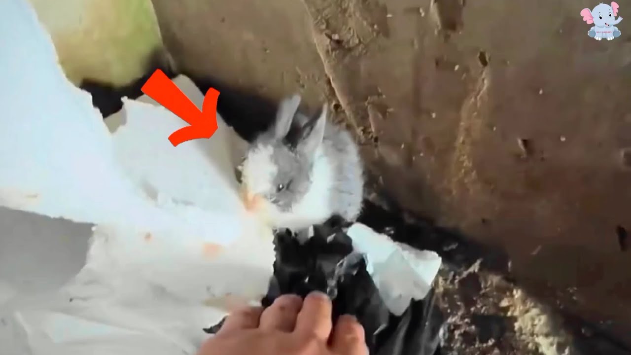 The Little Bunny Rescued from the Drain: A Girl’s Love, A Bunny’s Freedom.