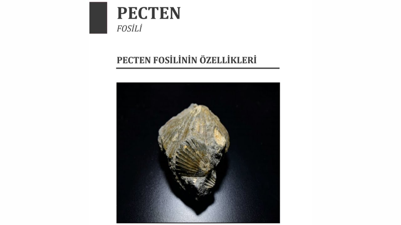 PECTEN FOSİLİ HAKKINDA
