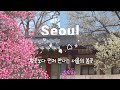 2026년 3월 말의 창덕궁의 매화, 청계천 매화거리. plum blossoms at Changdeokgung, Hadong Plum Street in cheonggyecheon