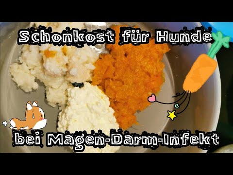 Video: Reizdarmsyndrom Bei Hunden