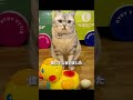 飼い主が猫の後ろにアヒルの卵を置いた 🐱😳