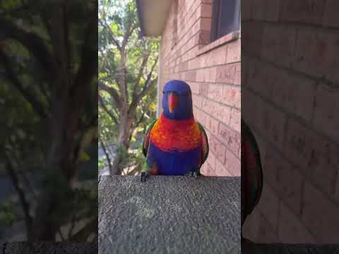 Rainbow Lorikeet Bird Came To Say Hello | Daily Life